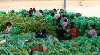 圖 廣州哪里有新鮮準(zhǔn)時(shí)的有機(jī)蔬菜配送公司 廣州生活配送